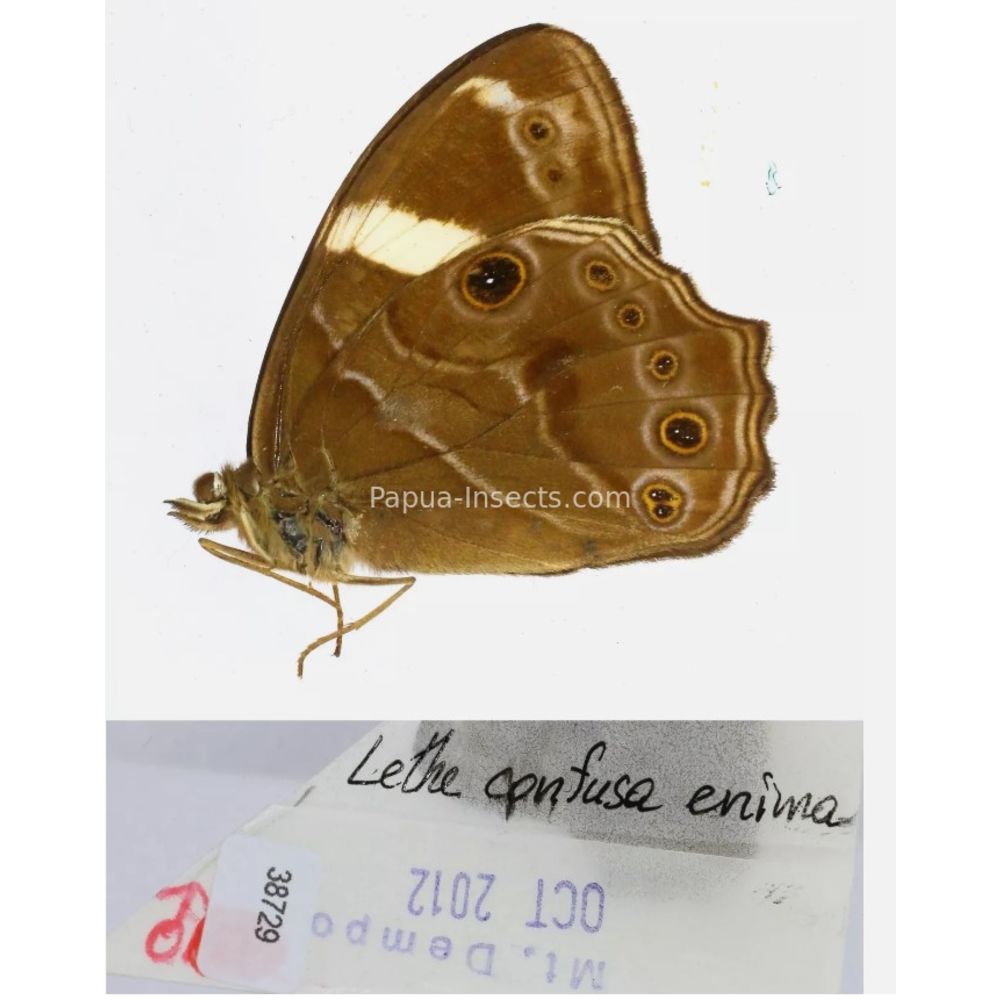 Lethe sp. - Satyridae from different islads of Indonesia