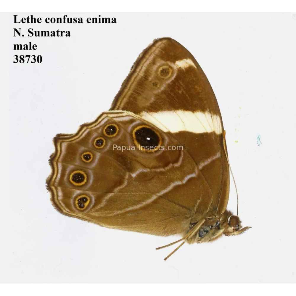 Lethe sp. - Satyridae from different islads of Indonesia