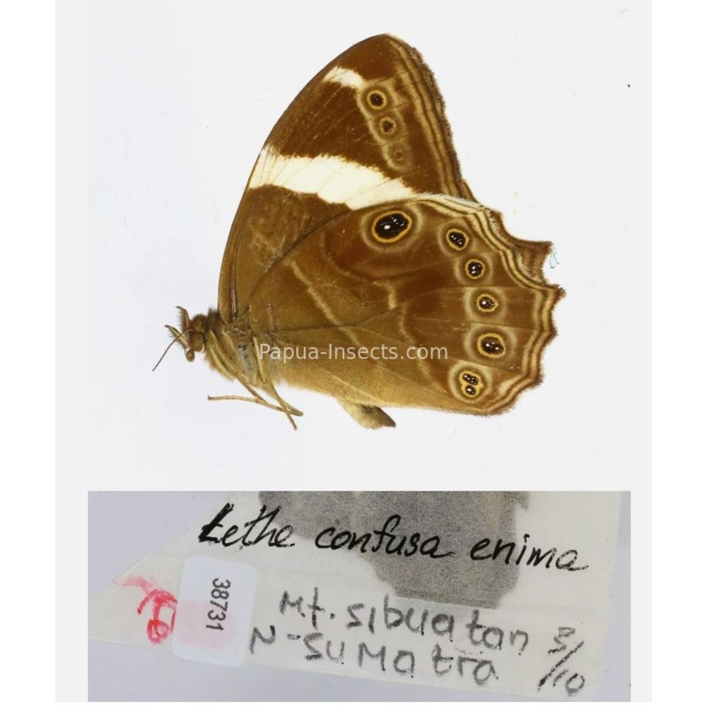 Lethe sp. - Satyridae from different islads of Indonesia