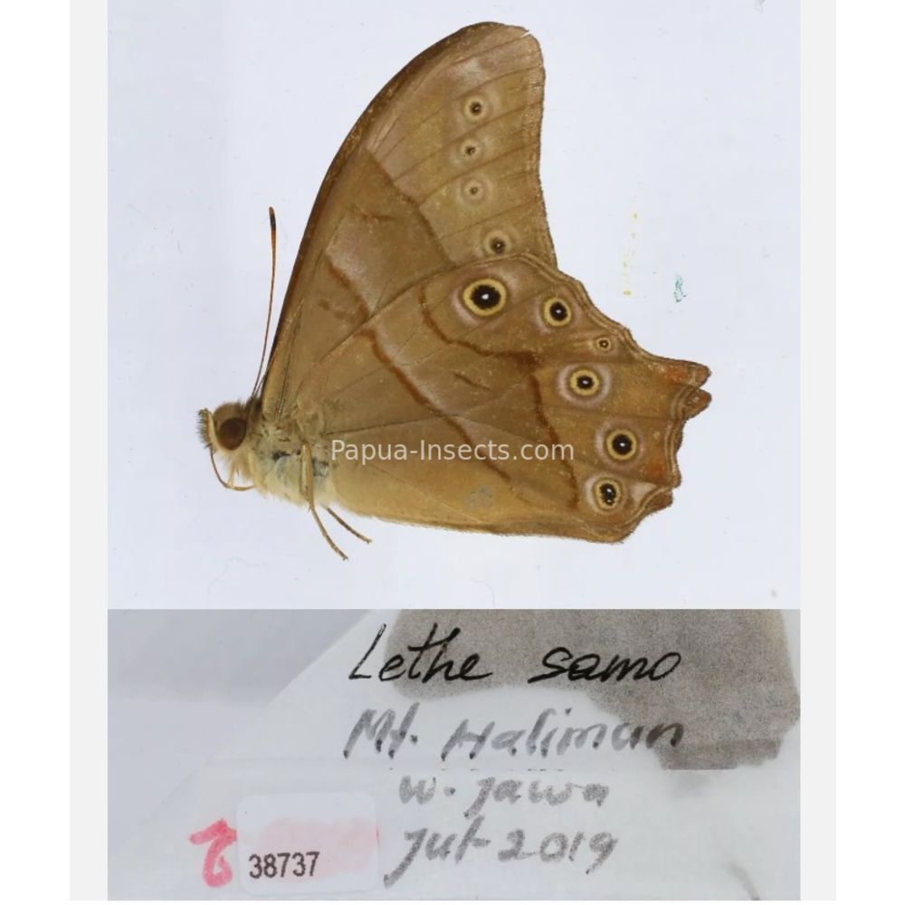 Lethe sp. - Satyridae from different islads of Indonesia