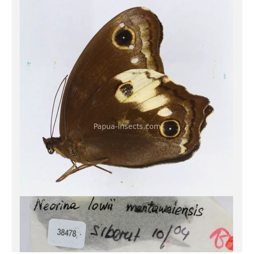 Neorina sp. - Satyridae from different islads of Indonesia