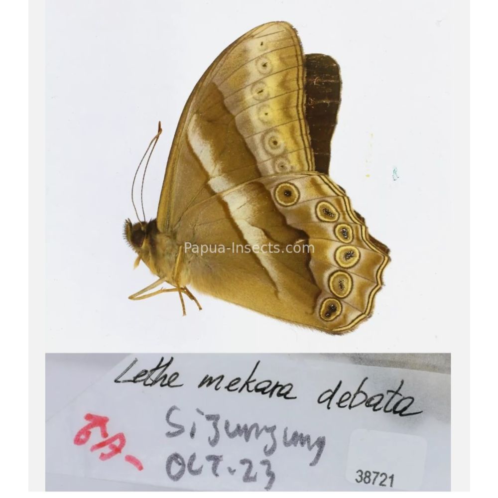 Lethe sp. - Satyridae from different islads of Indonesia