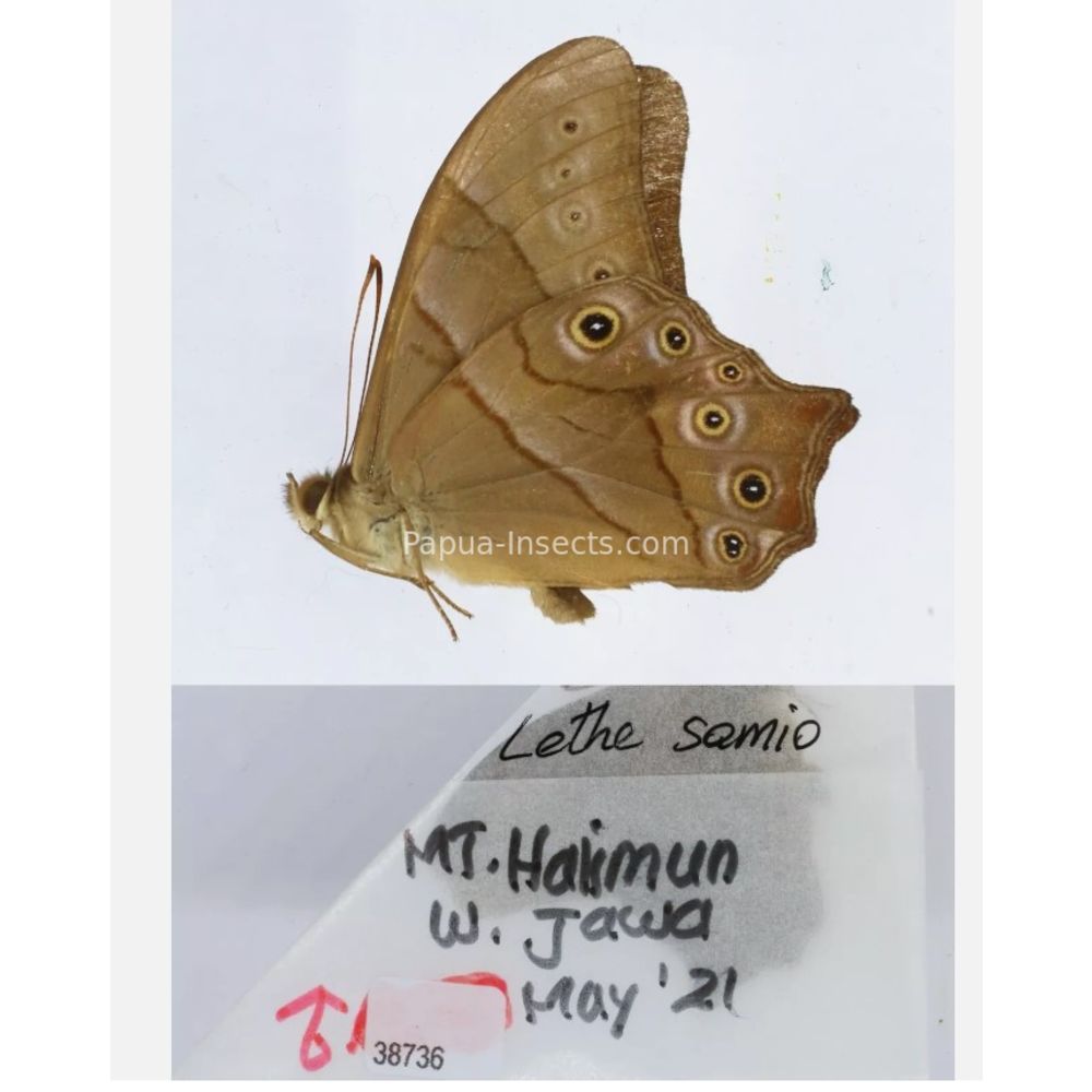 Lethe sp. - Satyridae from different islads of Indonesia