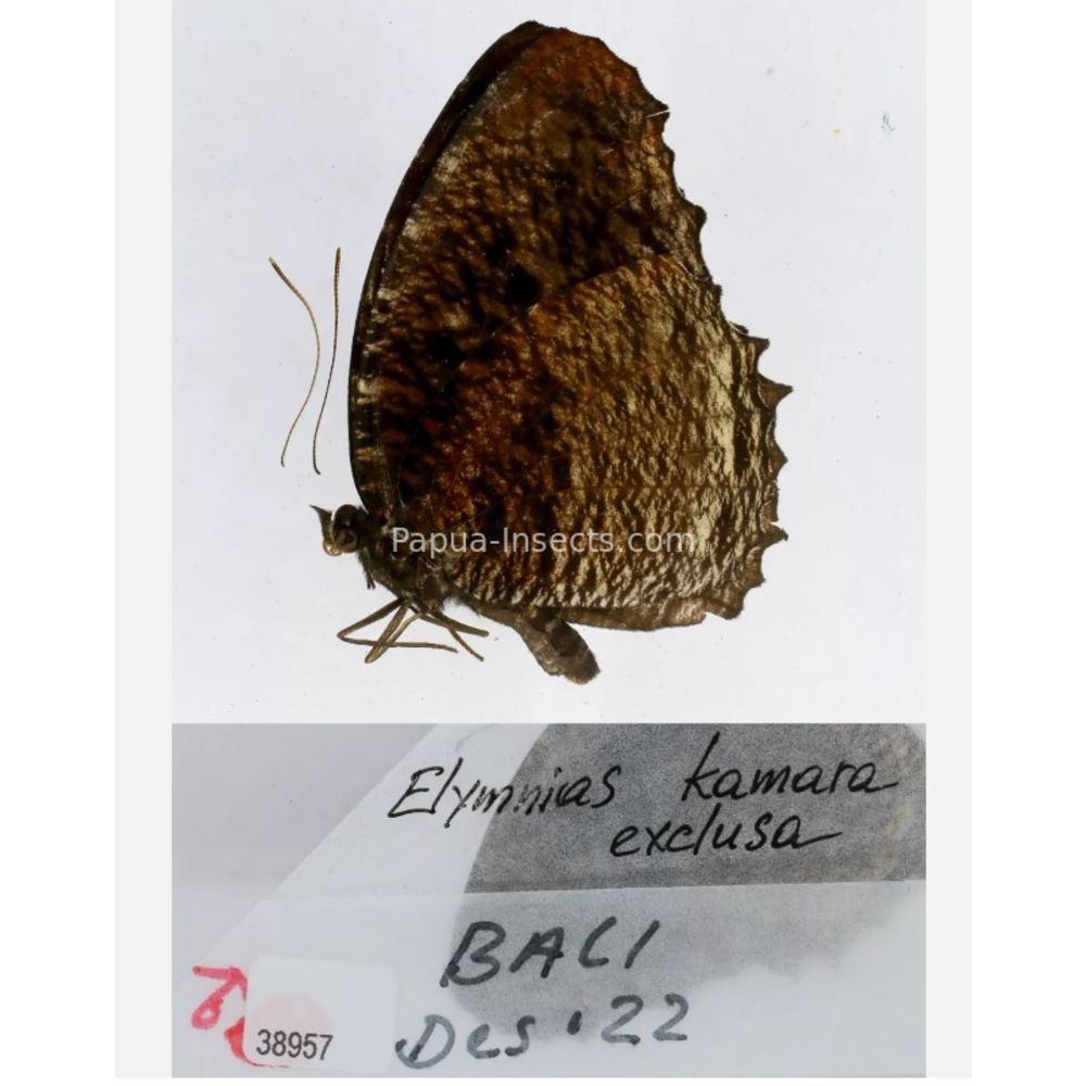 Elymnias - Nymphalidae from different islads of Indonesia