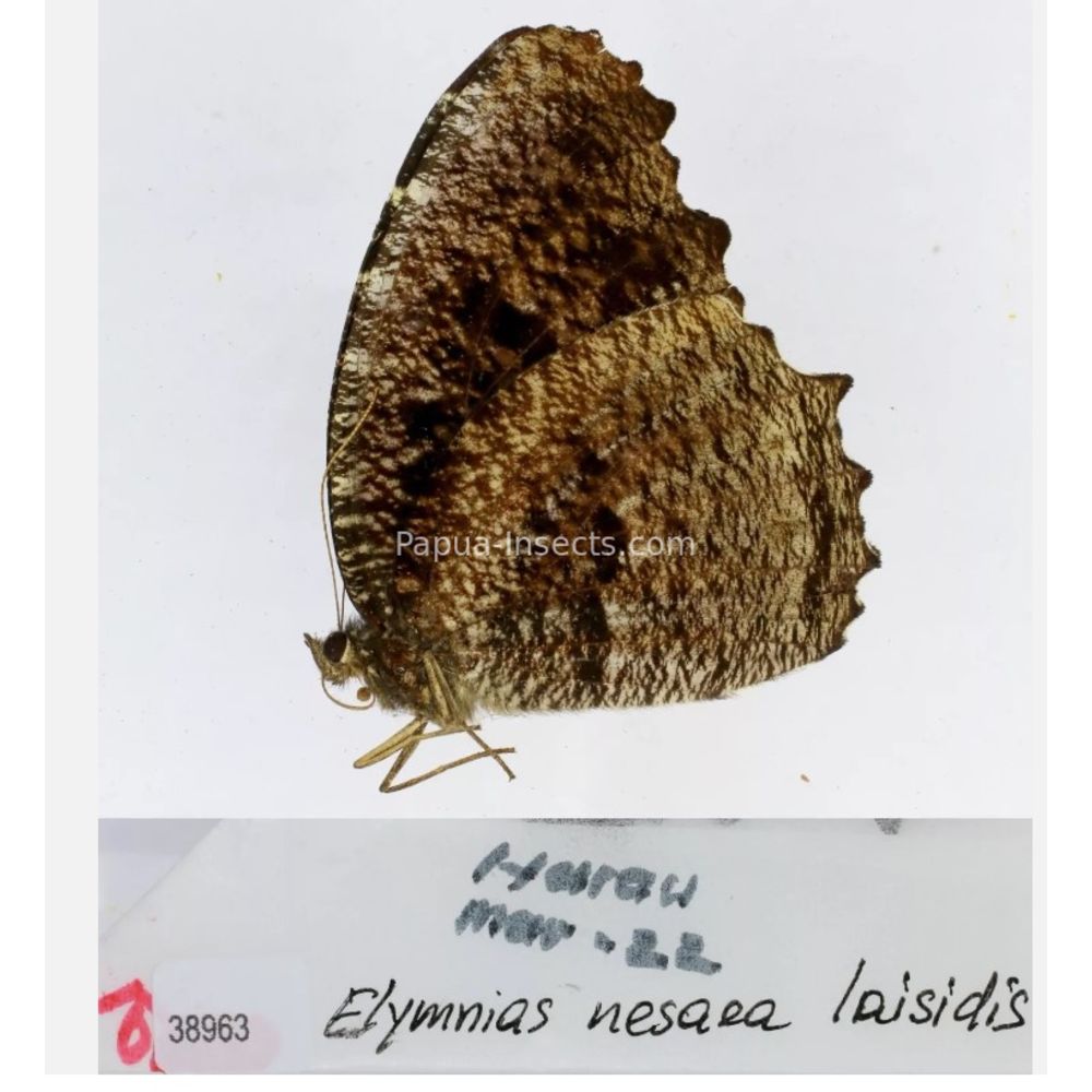 Elymnias - Nymphalidae from different islads of Indonesia