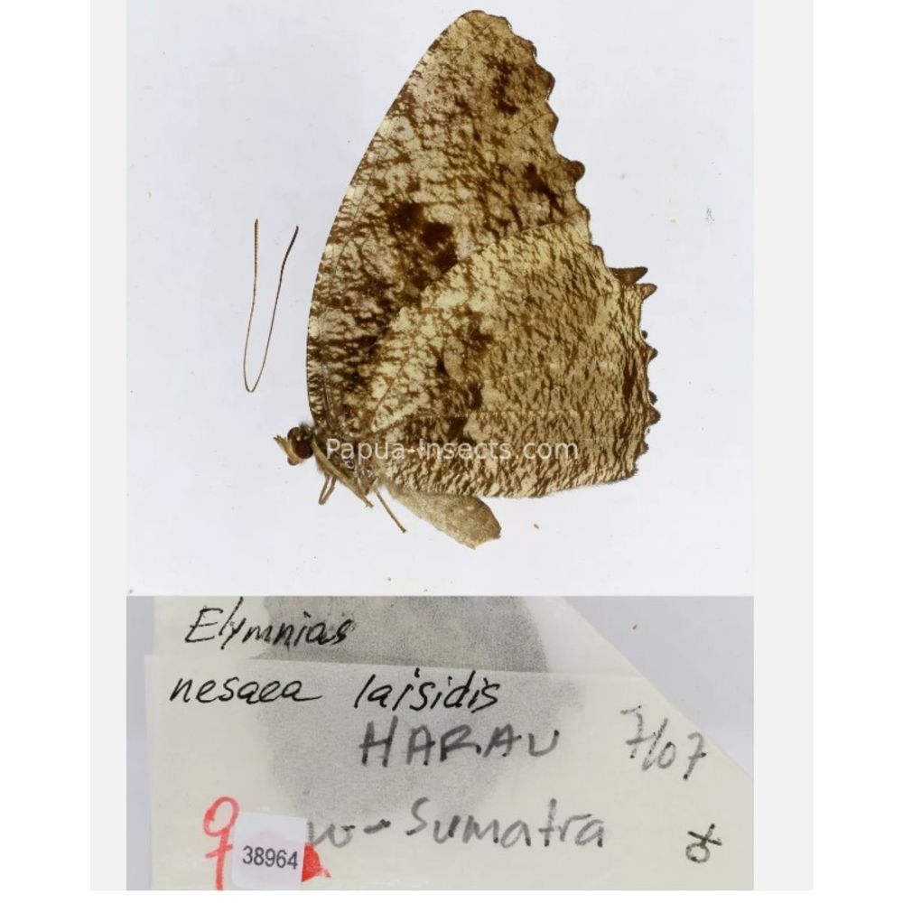 Elymnias - Nymphalidae from different islads of Indonesia