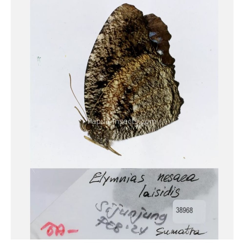 Elymnias - Nymphalidae from different islads of Indonesia