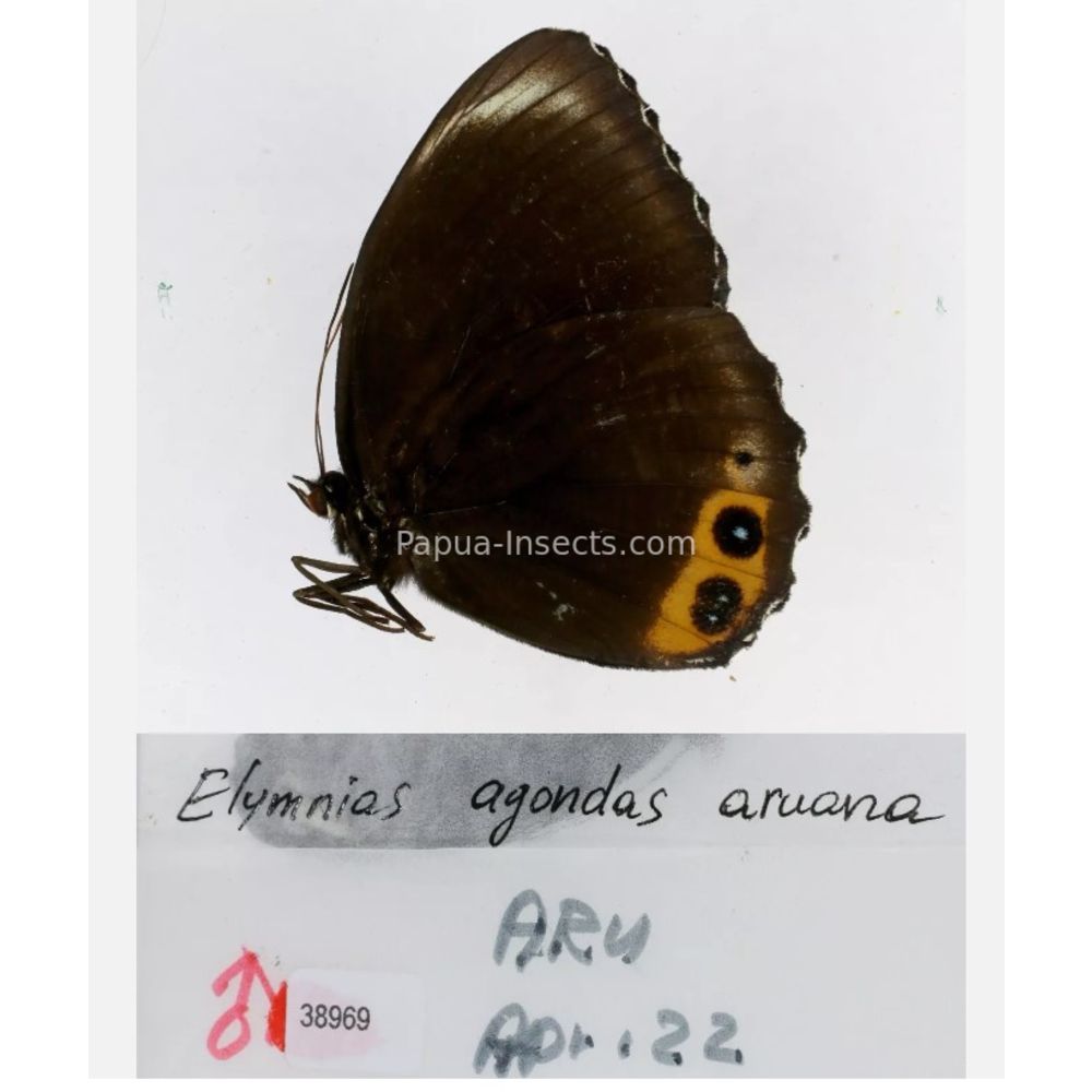 Elymnias - Nymphalidae from different islads of Indonesia