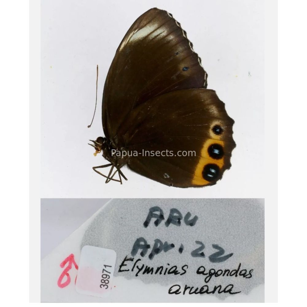 Elymnias - Nymphalidae from different islads of Indonesia