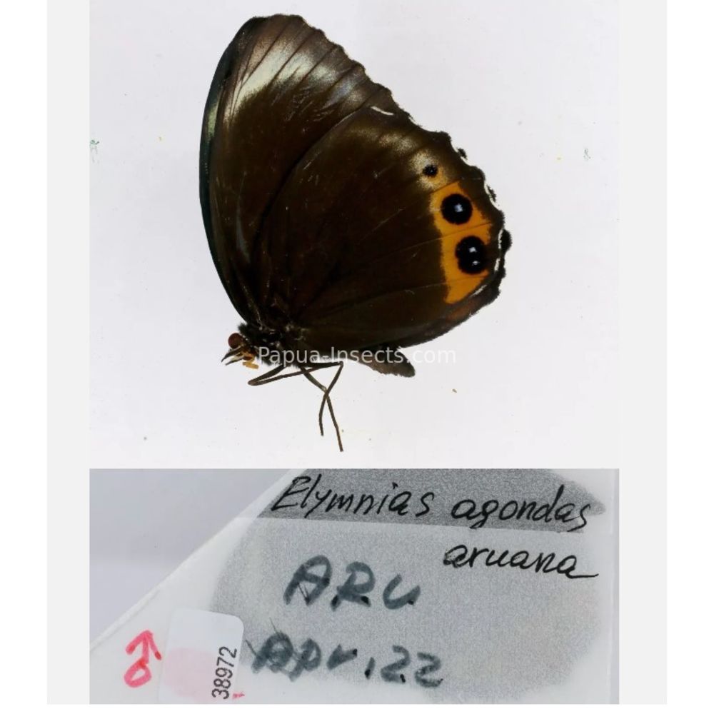 Elymnias - Nymphalidae from different islads of Indonesia