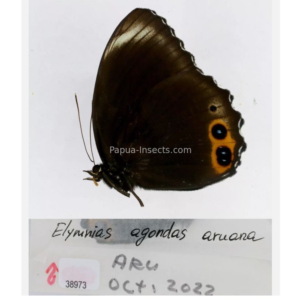 Elymnias - Nymphalidae from different islads of Indonesia