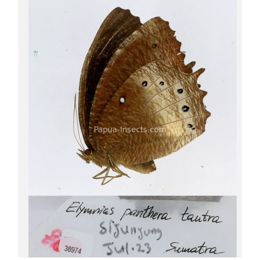 Elymnias - Nymphalidae from different islads of Indonesia