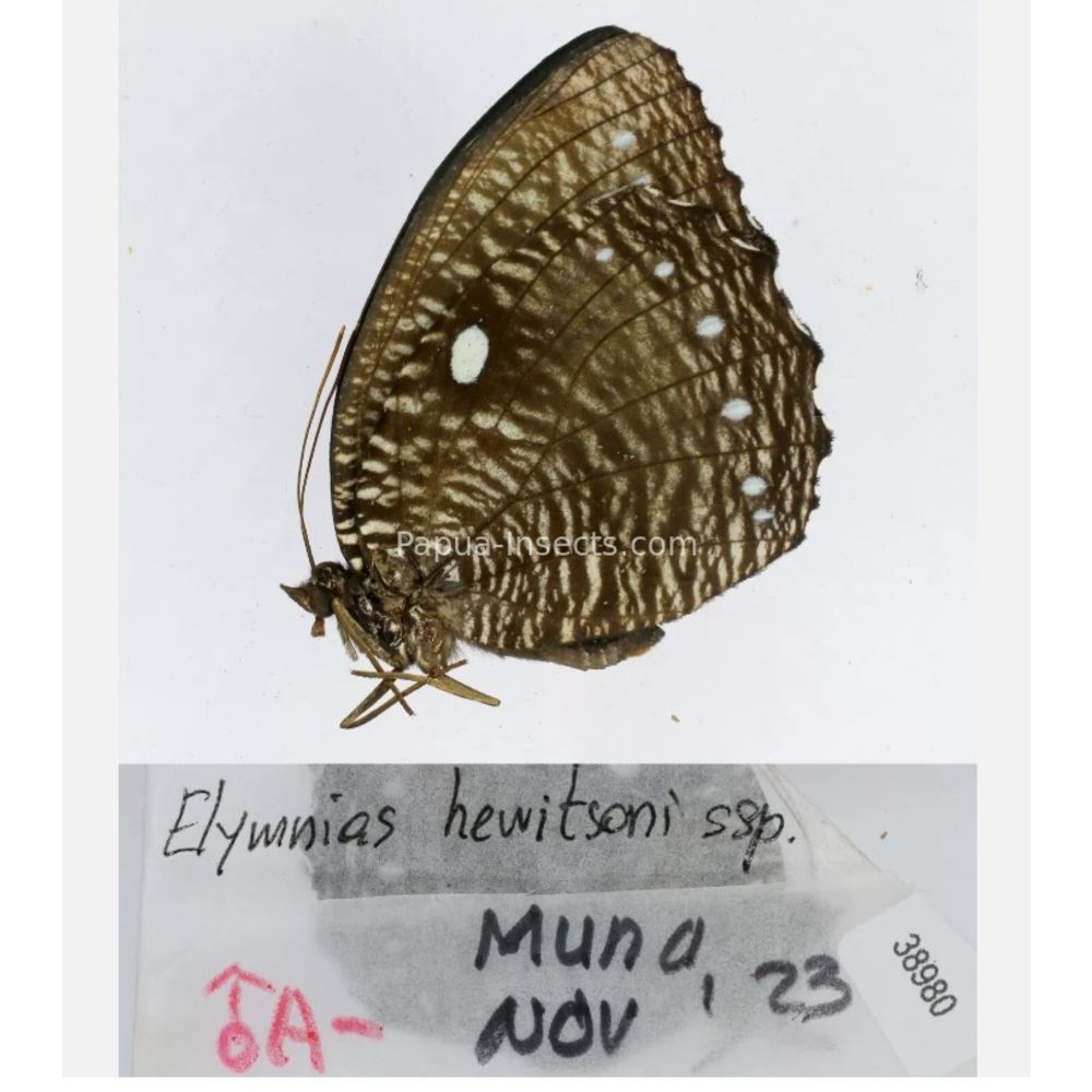 Elymnias - Nymphalidae from different islads of Indonesia