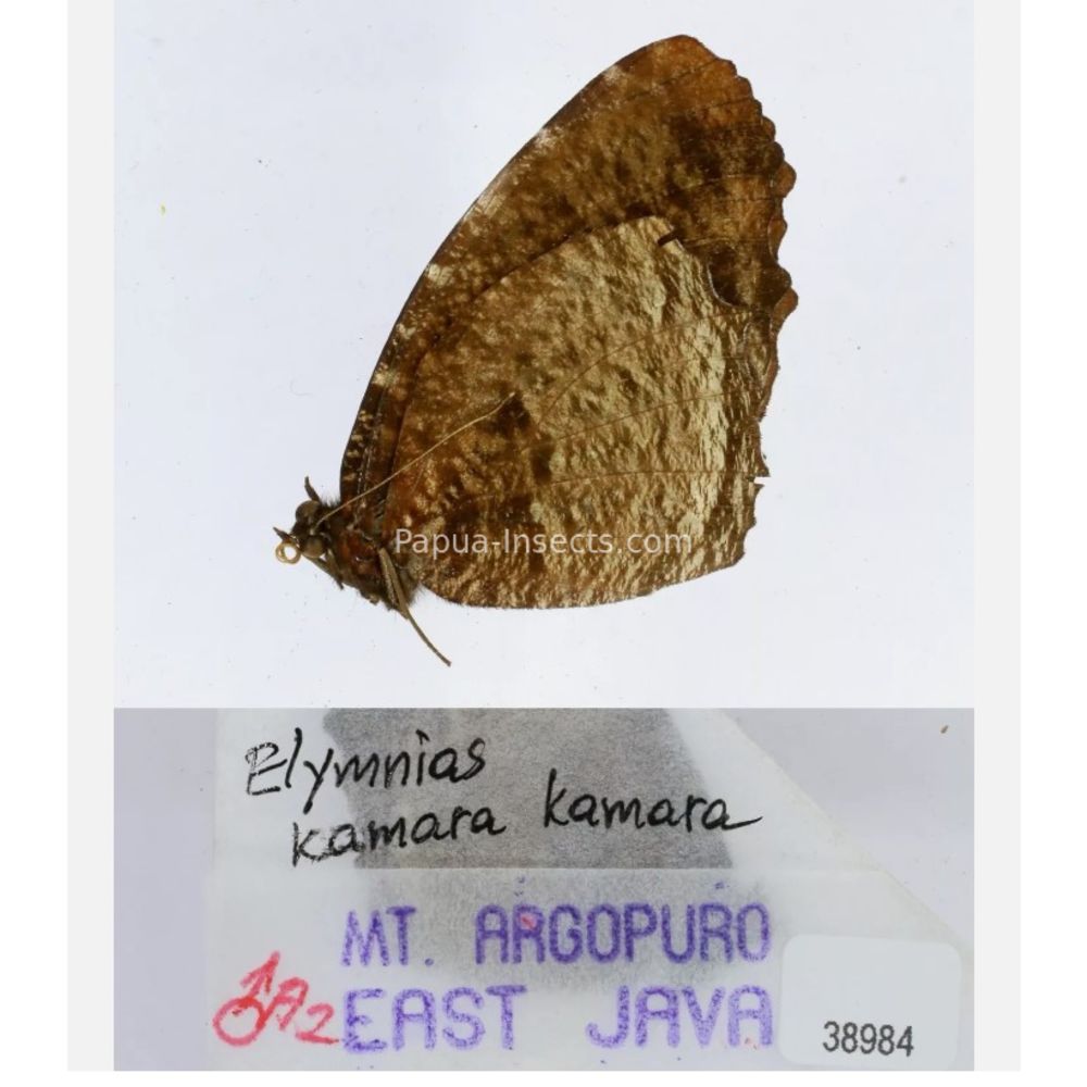 Elymnias - Nymphalidae from different islads of Indonesia