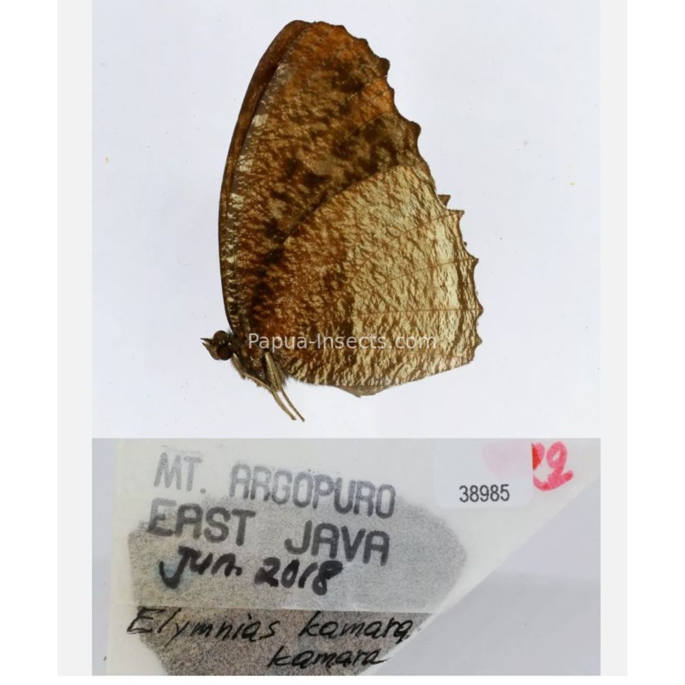 Elymnias - Nymphalidae from different islads of Indonesia