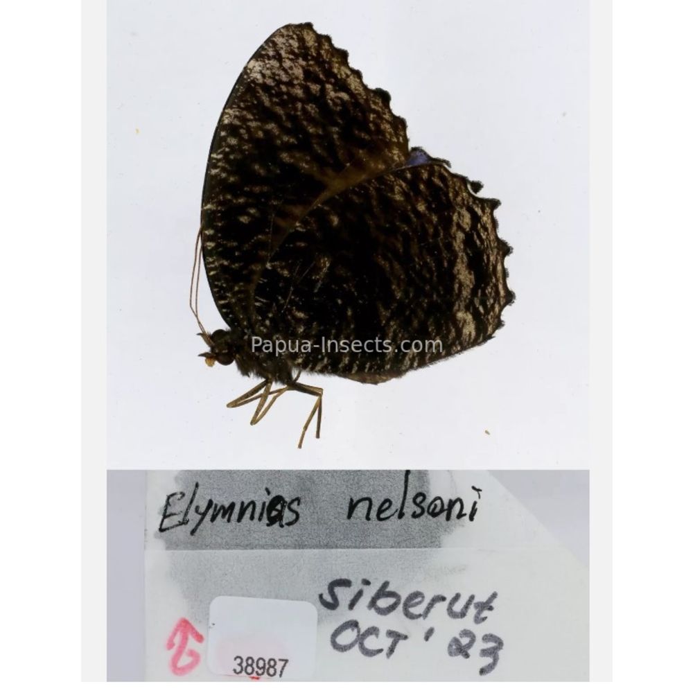 Elymnias - Nymphalidae from different islads of Indonesia