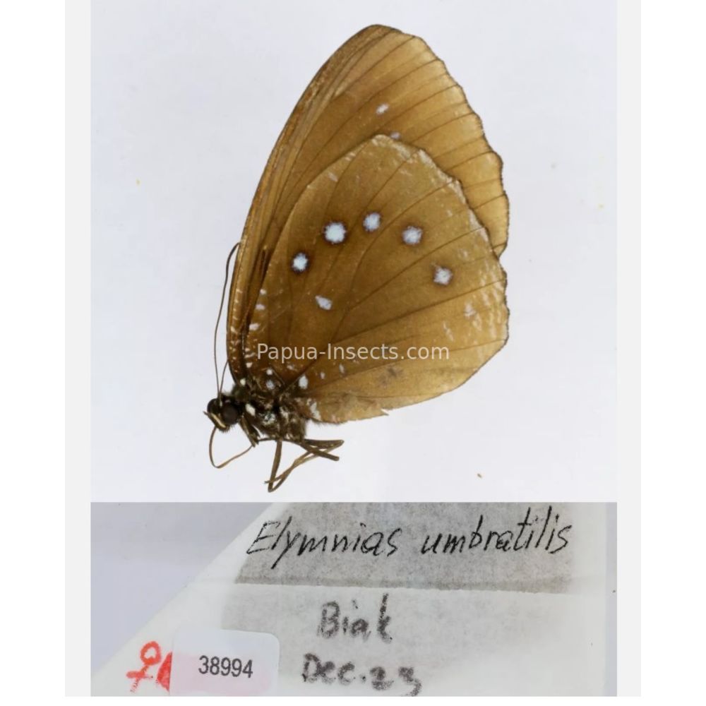 Elymnias - Nymphalidae from different islads of Indonesia