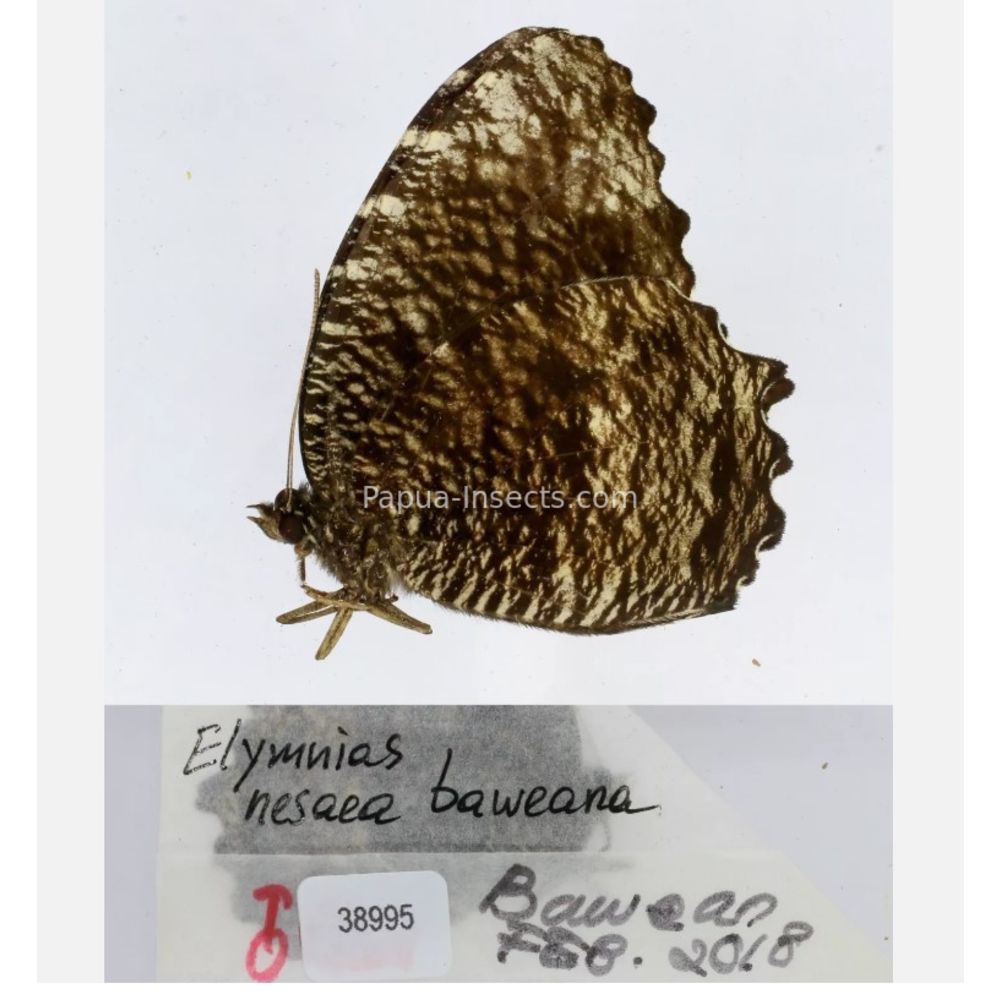 Elymnias - Nymphalidae from different islads of Indonesia