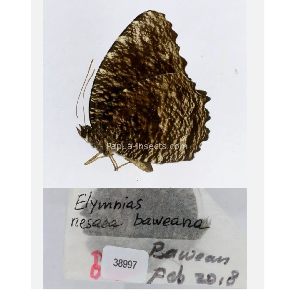 Elymnias - Nymphalidae from different islads of Indonesia