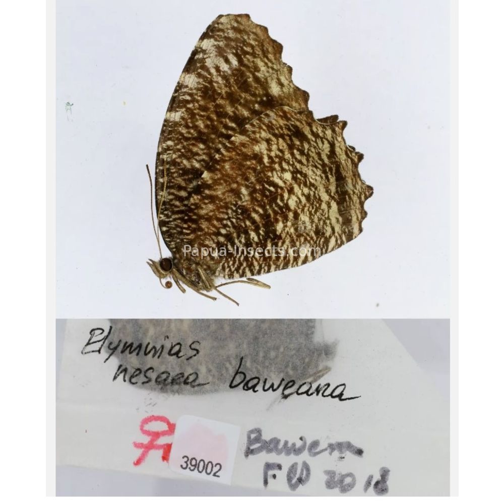 Elymnias - Nymphalidae from different islads of Indonesia