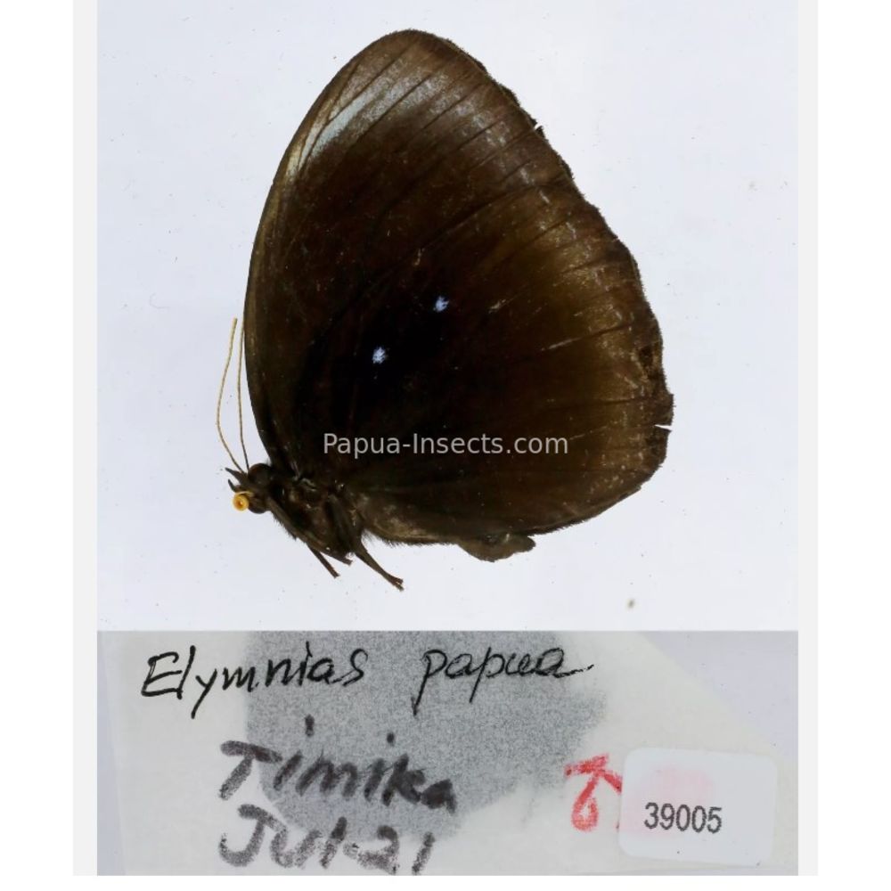 Elymnias - Nymphalidae from different islads of Indonesia