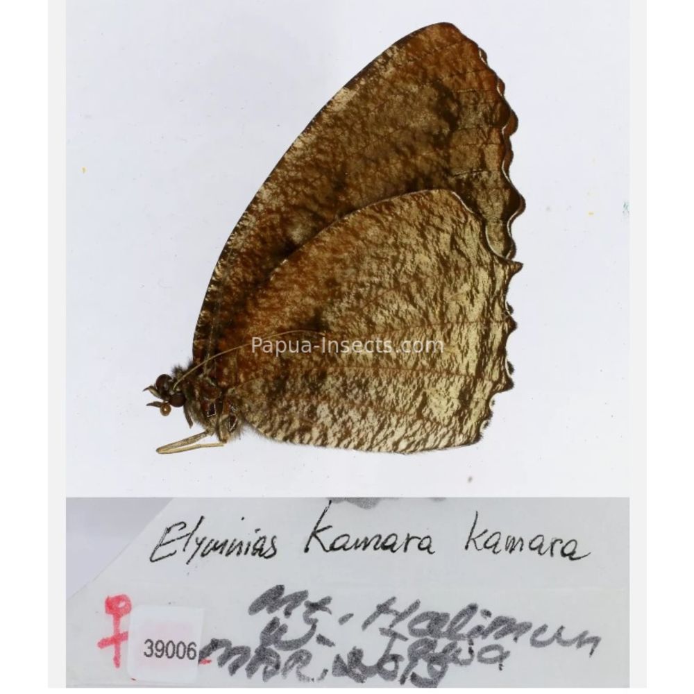 Elymnias - Nymphalidae from different islads of Indonesia