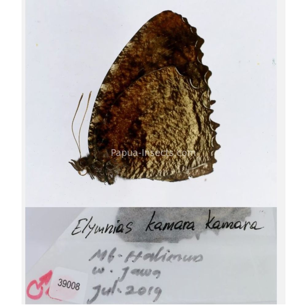 Elymnias - Nymphalidae from different islads of Indonesia