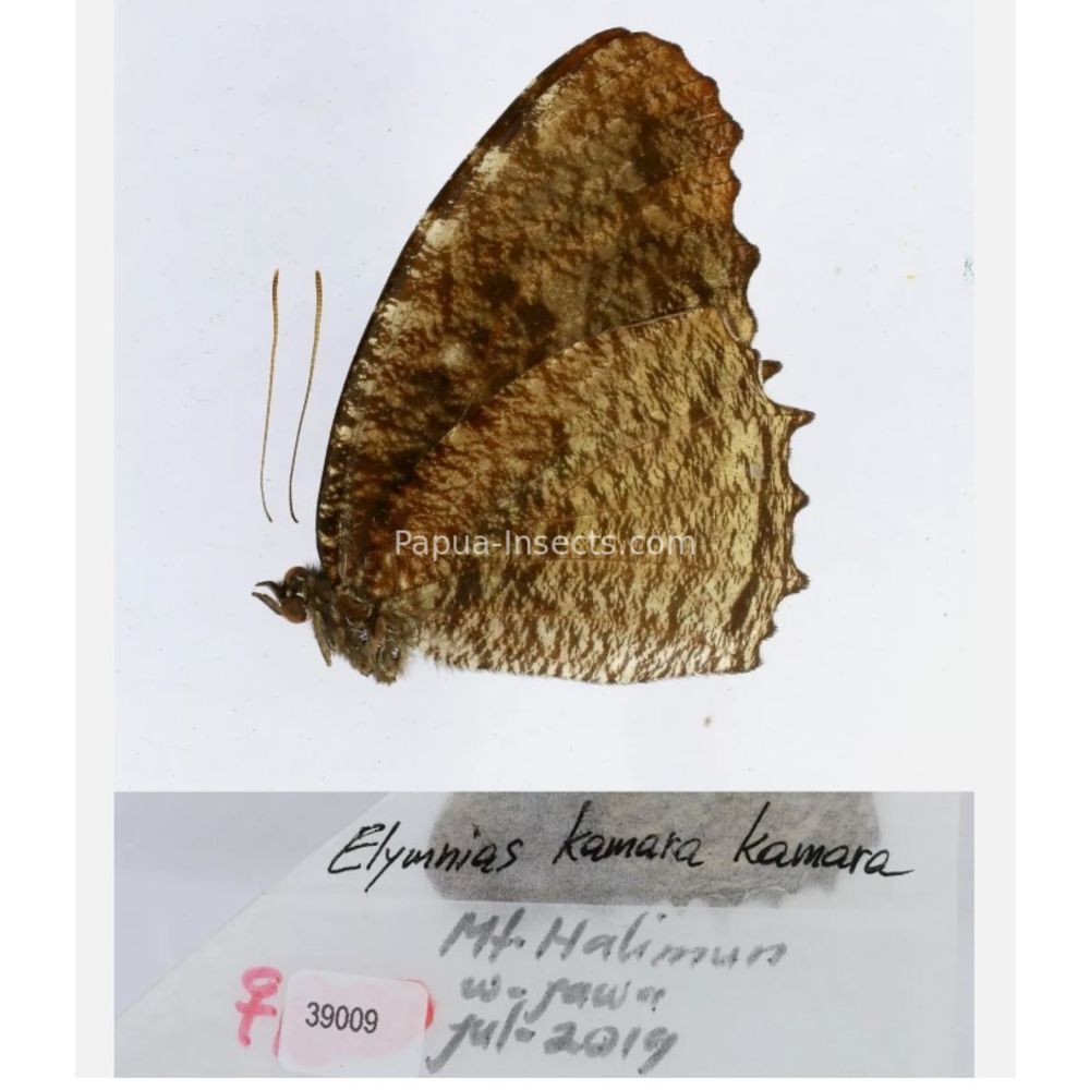 Elymnias - Nymphalidae from different islads of Indonesia