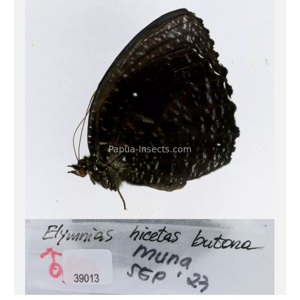 Elymnias - Nymphalidae from different islads of Indonesia