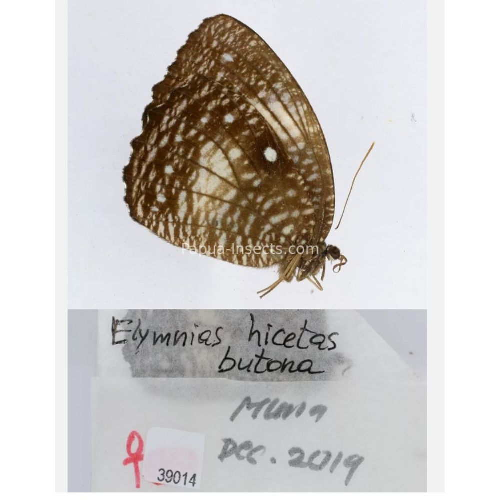 Elymnias - Nymphalidae from different islads of Indonesia