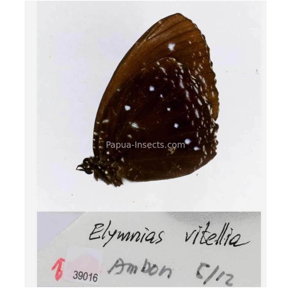 Elymnias - Nymphalidae from different islads of Indonesia