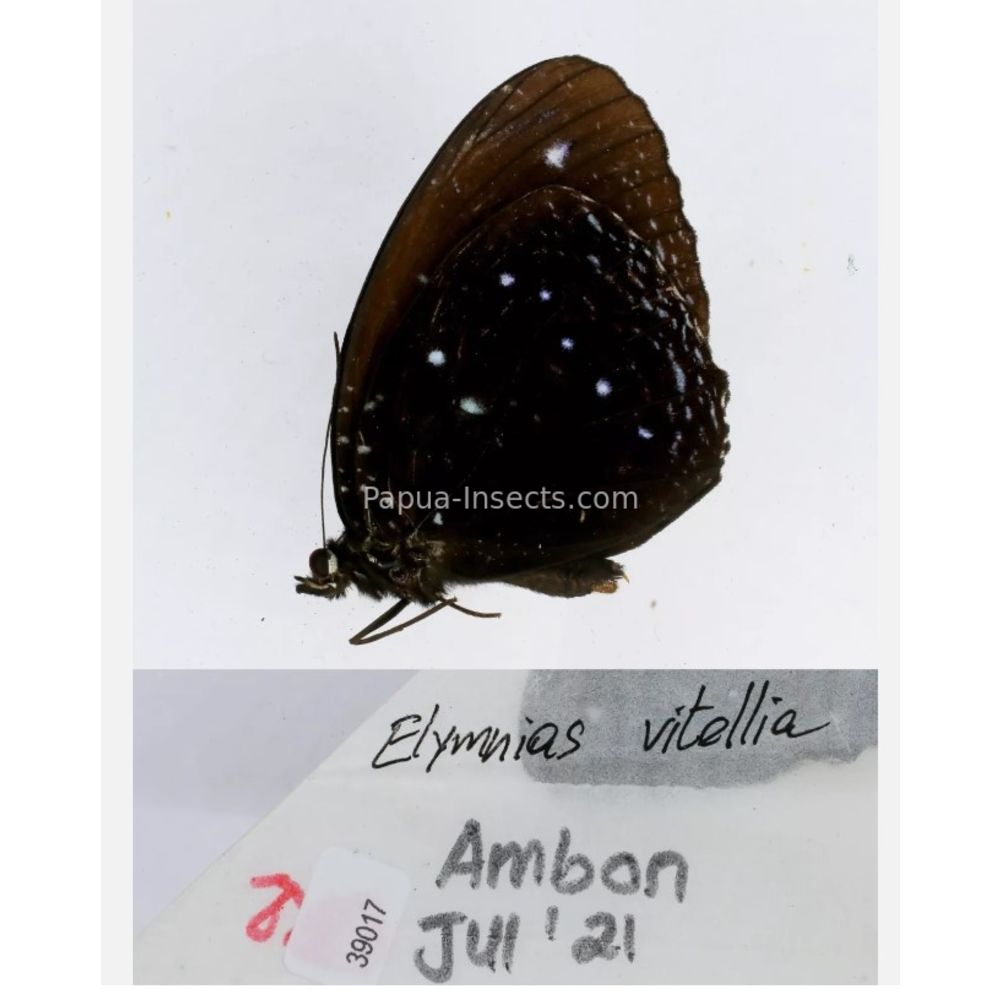 Elymnias - Nymphalidae from different islads of Indonesia