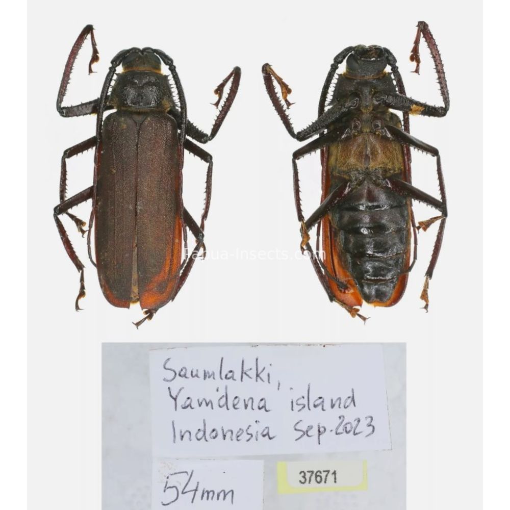 Rugosophysis frater - Prioninae from Yamdena island, Indonesia