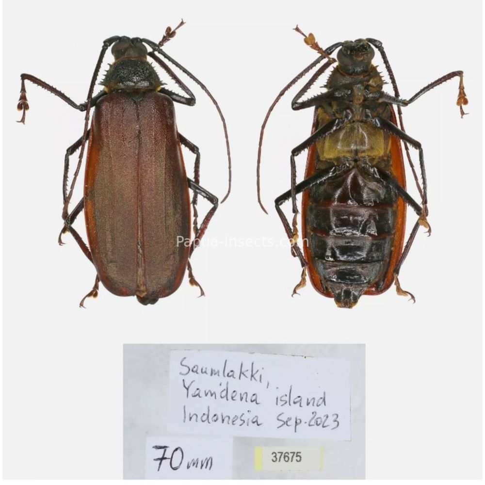 Rugosophysis frater - Prioninae from Yamdena island, Indonesia