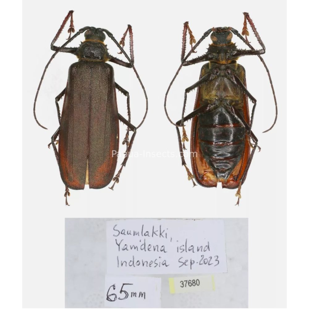 Rugosophysis frater - Prioninae from Yamdena island, Indonesia