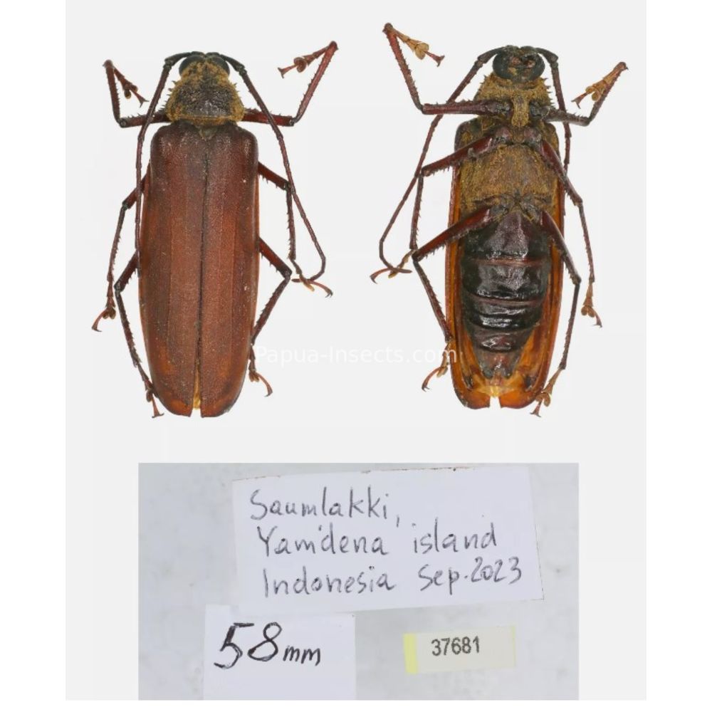 Rugosophysis frater - Prioninae from Yamdena island, Indonesia