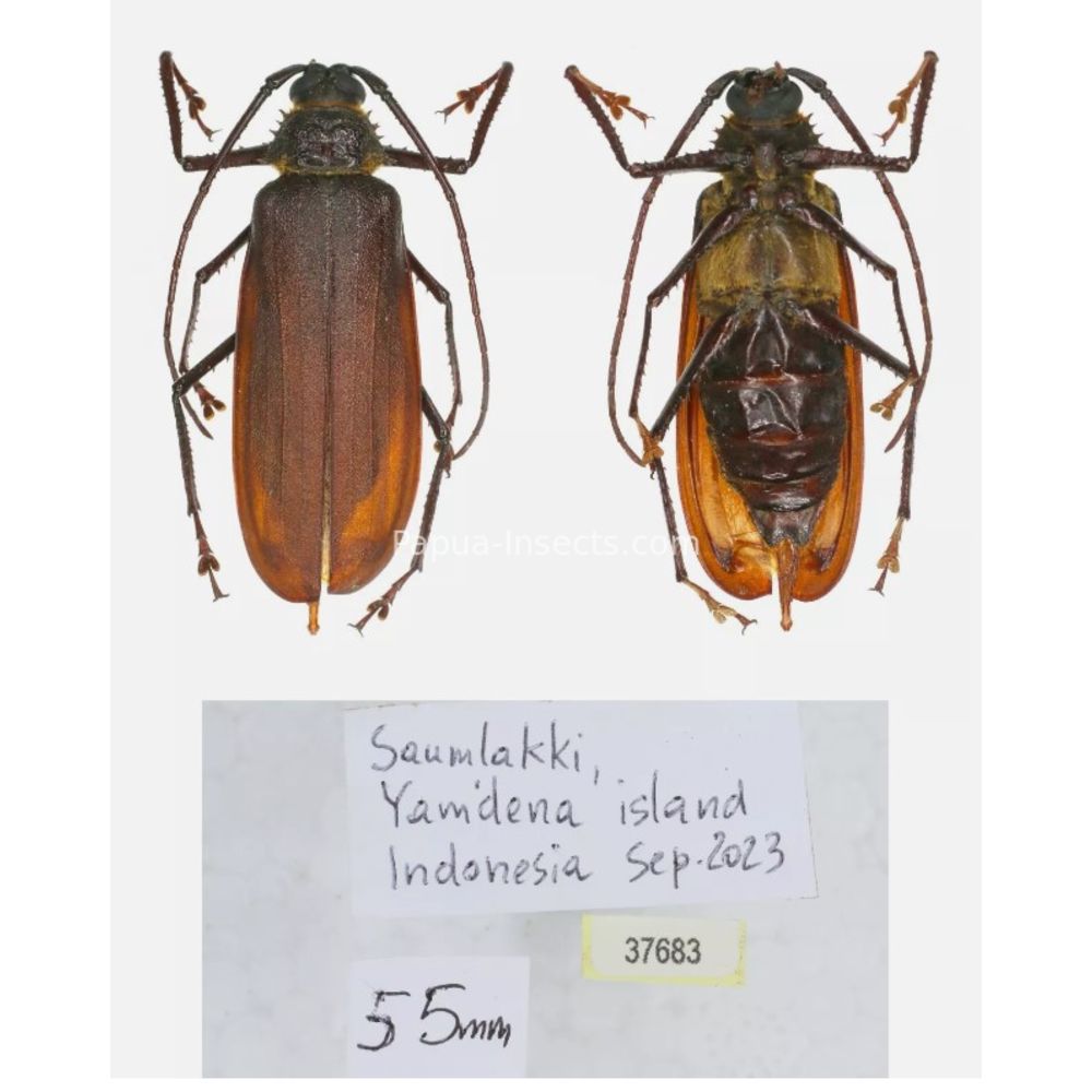 Rugosophysis frater - Prioninae from Yamdena island, Indonesia