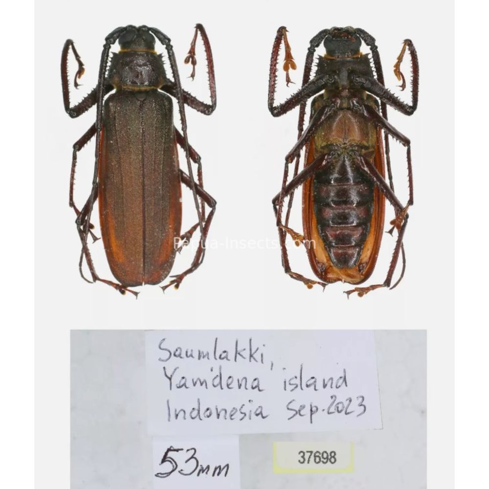 Rugosophysis frater - Prioninae from Yamdena island, Indonesia