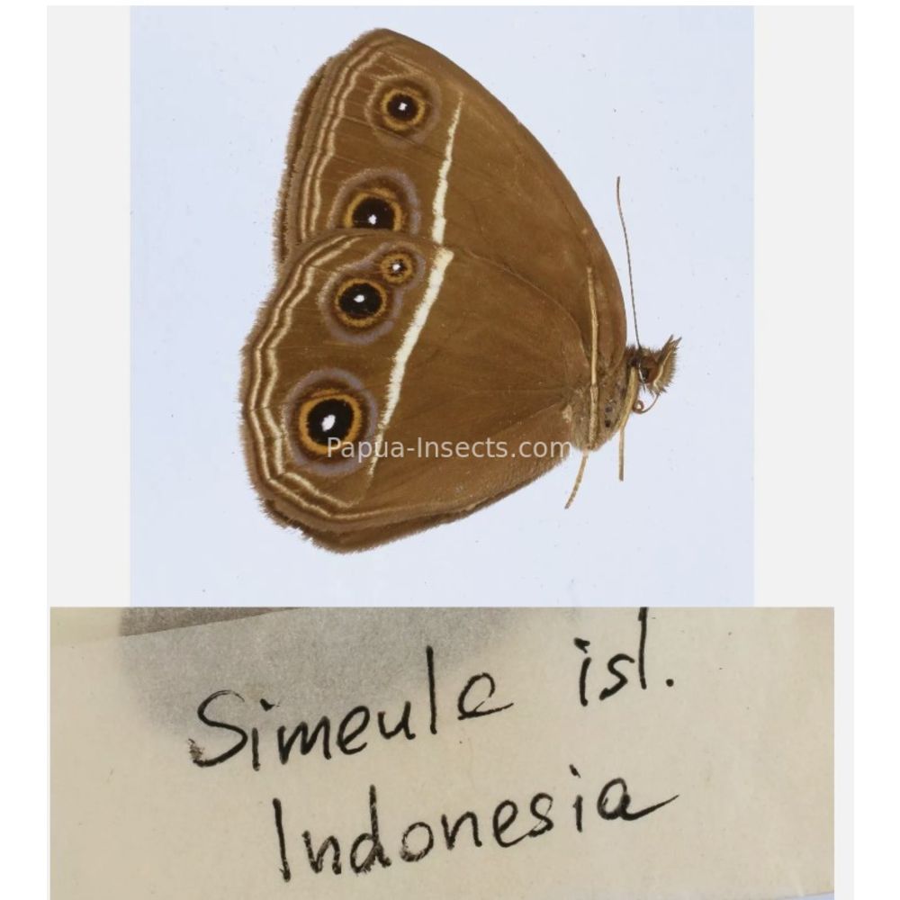 Satyrini - Satyridae from different islads of Indonesia