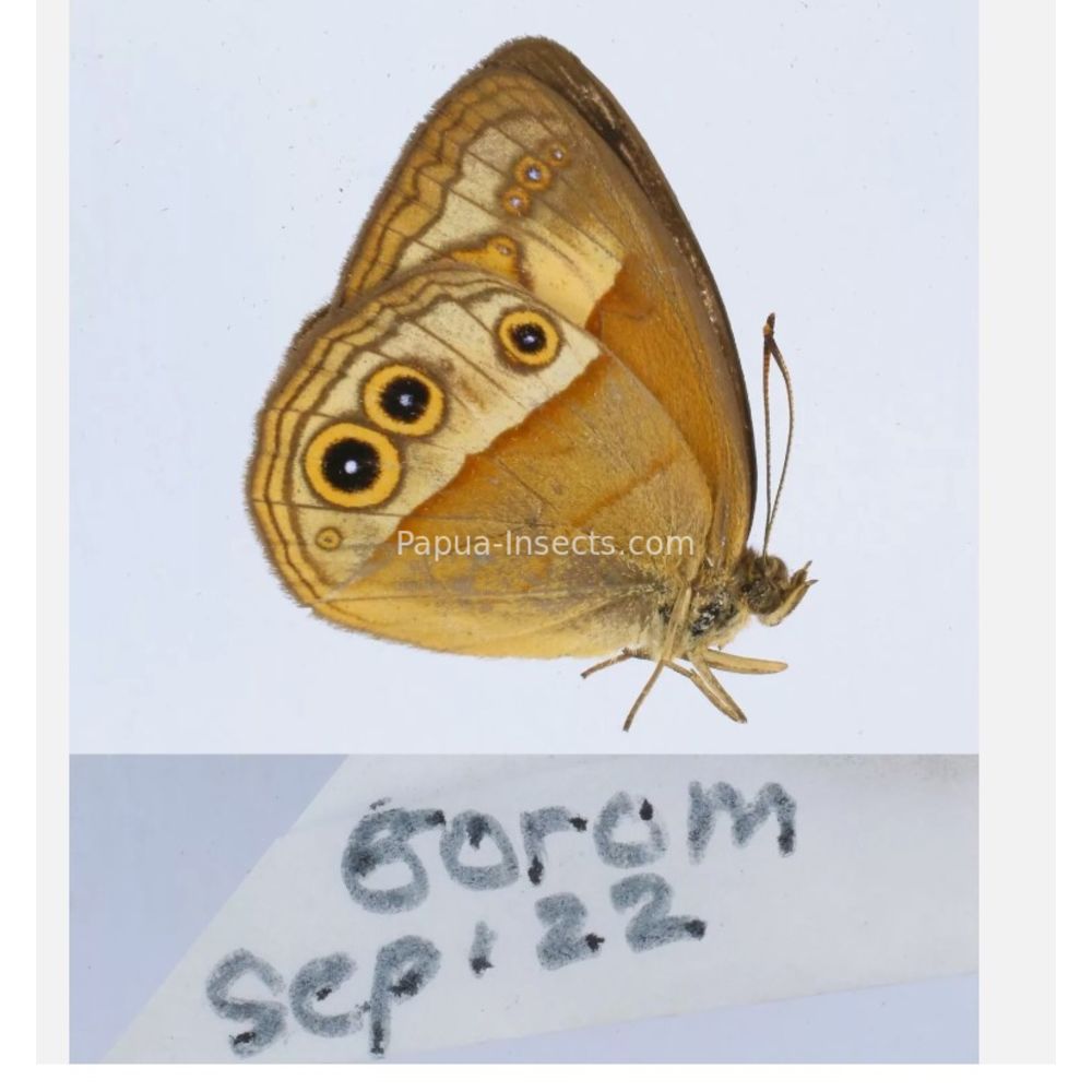 Satyrini - Satyridae from different islads of Indonesia