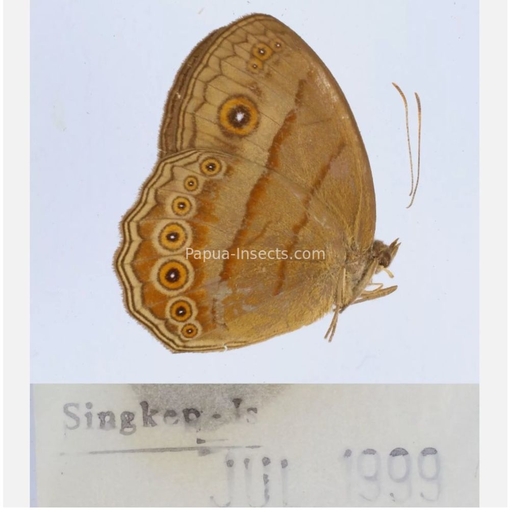 Satyrini - Satyridae from different islads of Indonesia