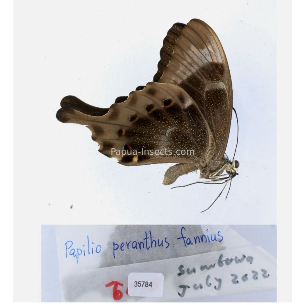 Papilio sp. Papilionidae from different islads of Indonesia