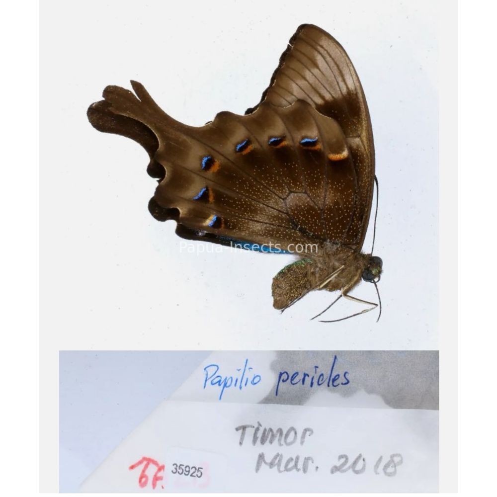 Papilio sp. Papilionidae from different islads of Indonesia