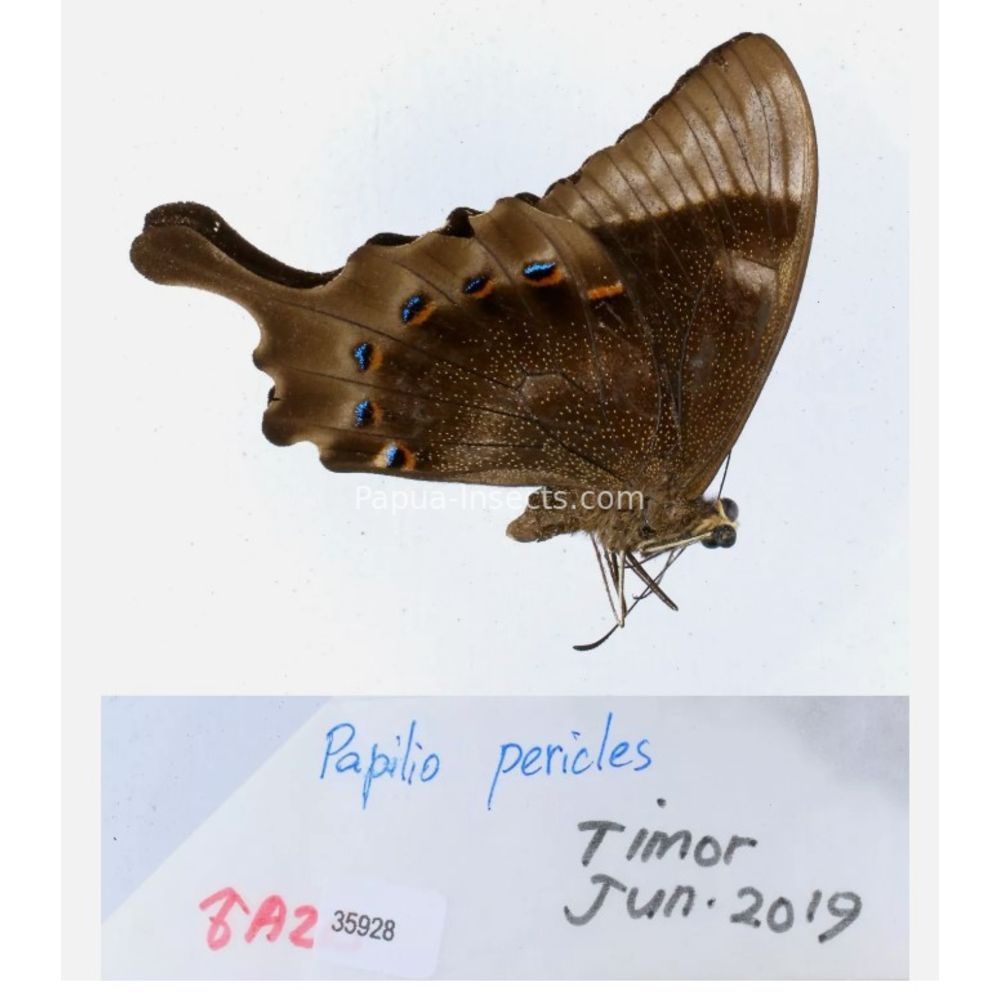 Papilio sp. Papilionidae from different islads of Indonesia