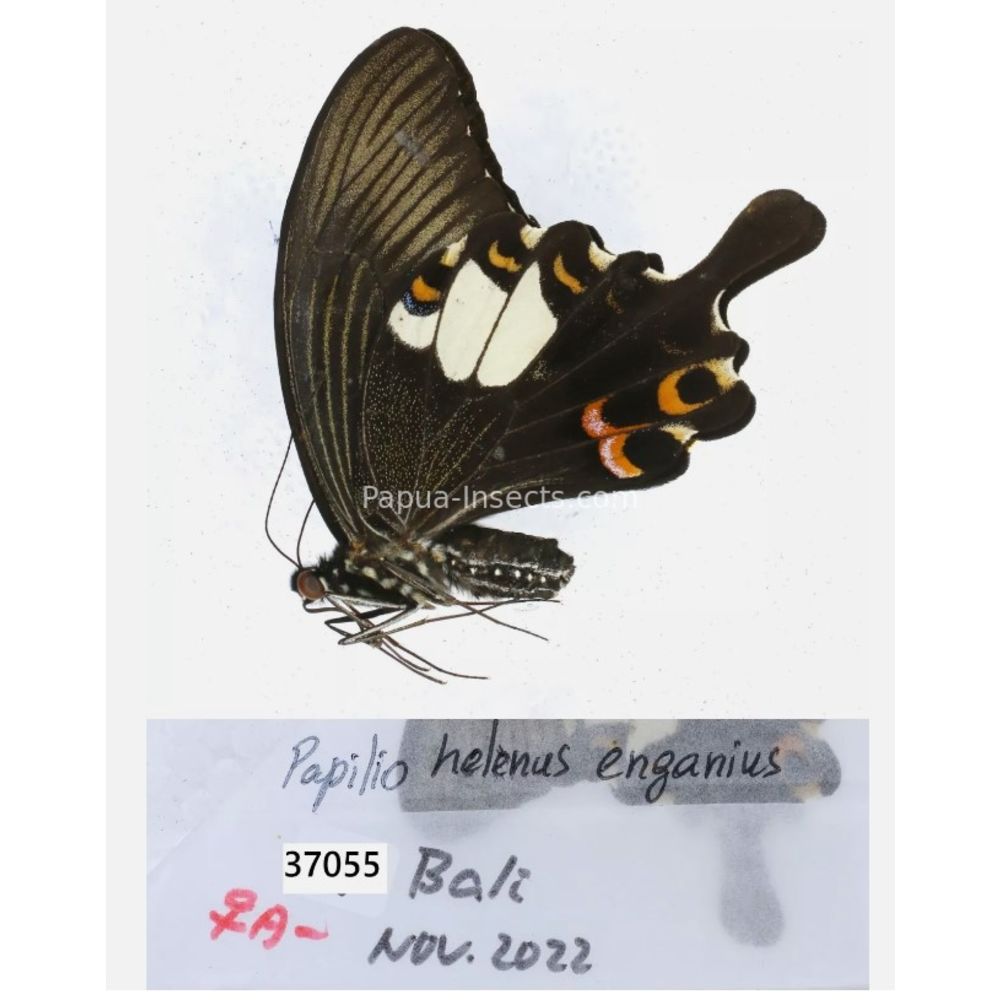 Papilio sp. Papilionidae from different islads of Indonesia