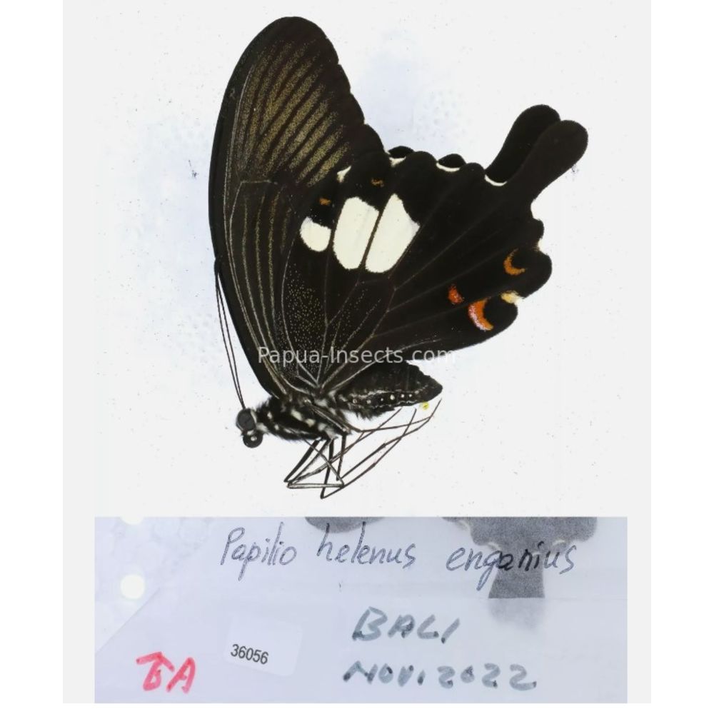 Papilio sp. Papilionidae from different islads of Indonesia