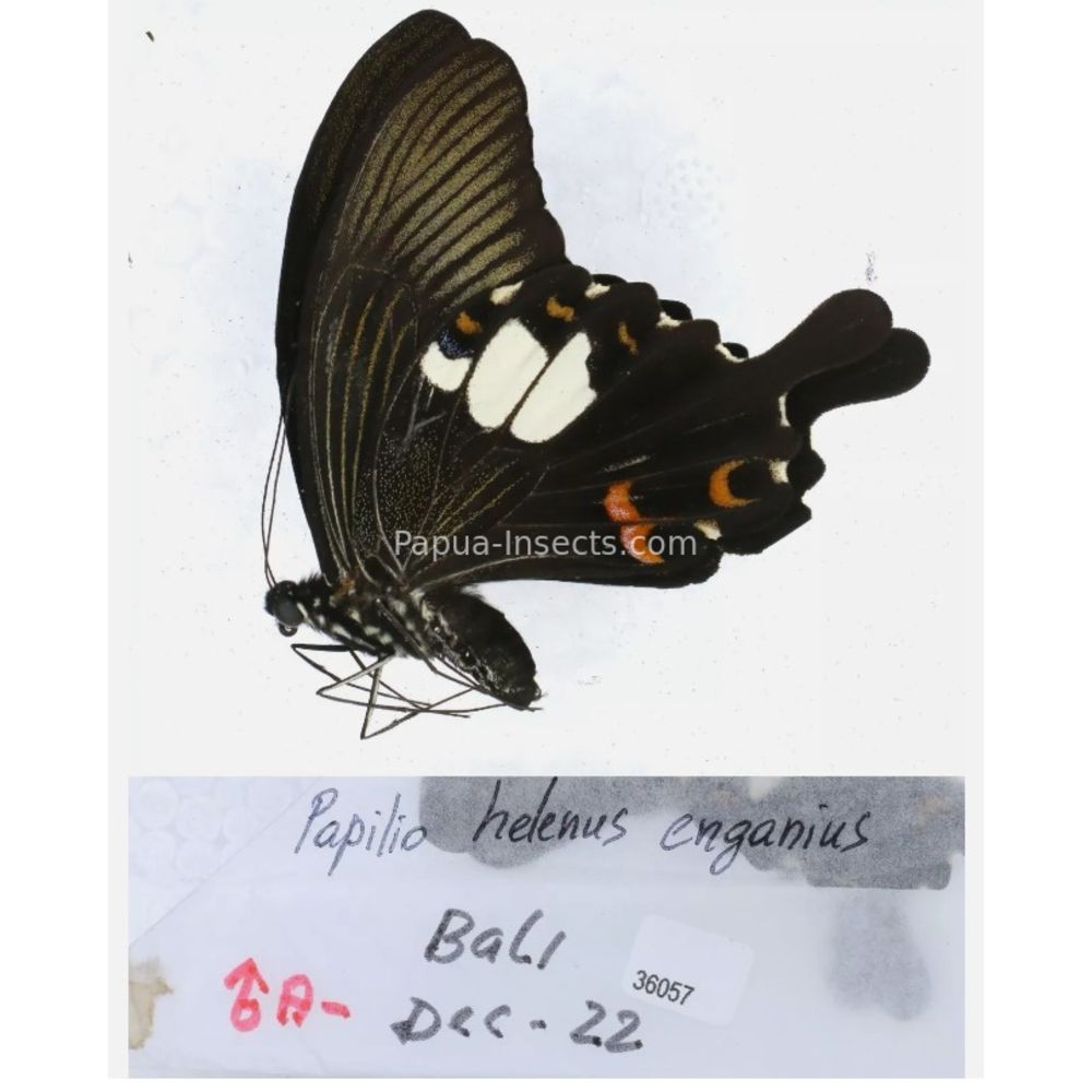 Papilio sp. Papilionidae from different islads of Indonesia