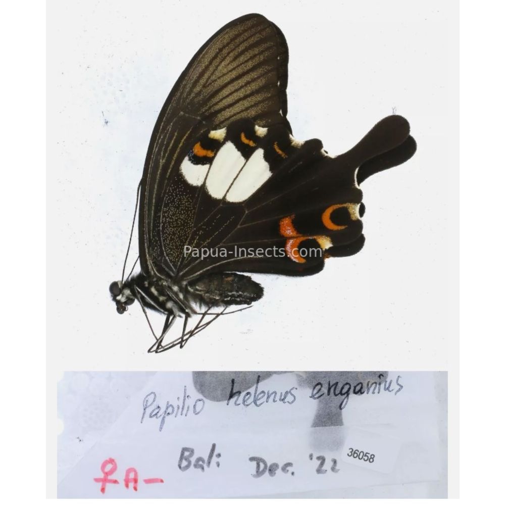 Papilio sp. Papilionidae from different islads of Indonesia