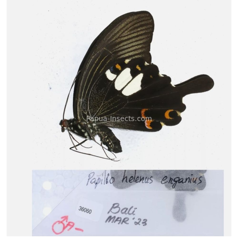 Papilio sp. Papilionidae from different islads of Indonesia