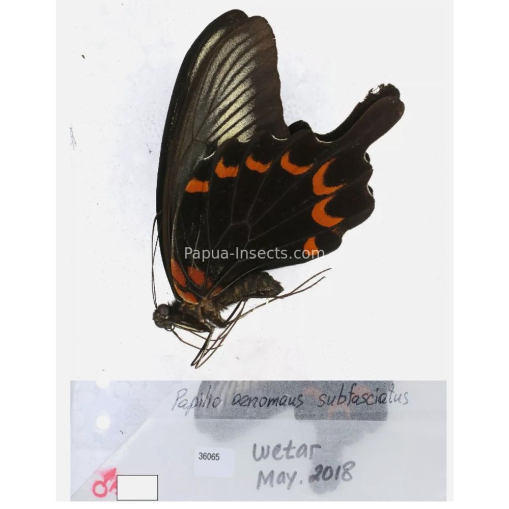 Papilio sp. Papilionidae from different islads of Indonesia